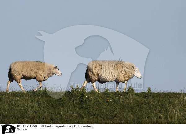 Schafe / sheeps / FL-01550