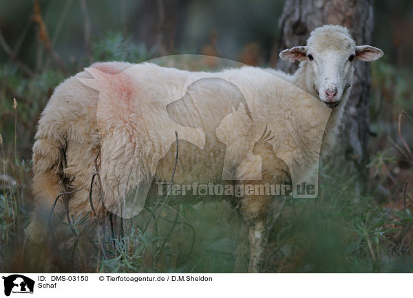 Schaf / sheep / DMS-03150