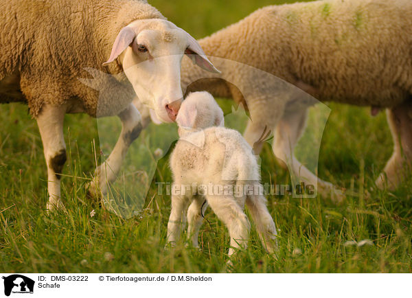Schafe / sheeps / DMS-03222