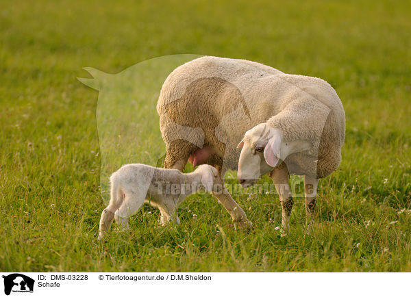 Schafe / sheeps / DMS-03228