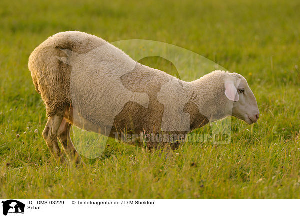 Schaf / sheep / DMS-03229