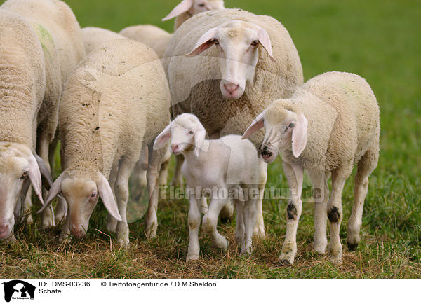 Schafe / sheeps / DMS-03236
