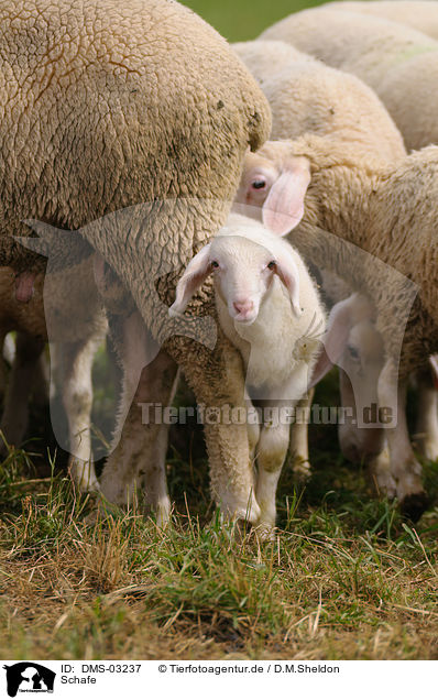 Schafe / sheeps / DMS-03237