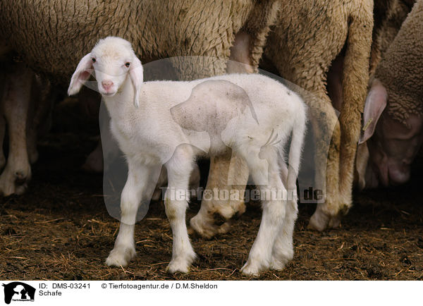 Schafe / sheeps / DMS-03241