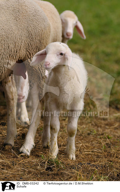 Schafe / sheeps / DMS-03242