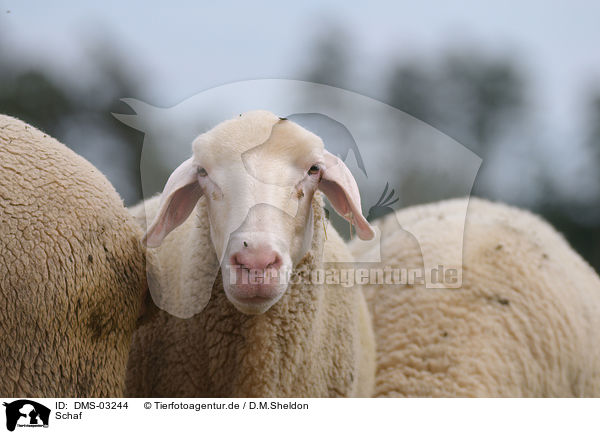 Schaf / sheep / DMS-03244
