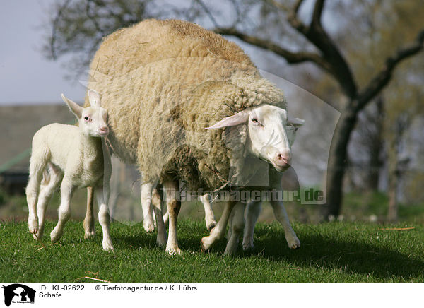 Schafe / sheeps / KL-02622