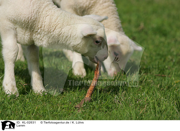 Lamm / lamb / KL-02631