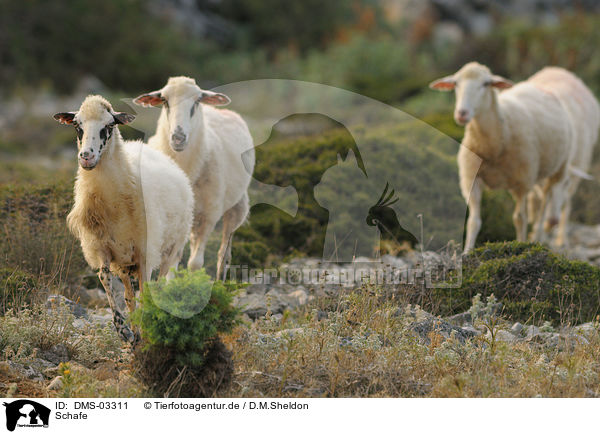 Schafe / sheeps / DMS-03311