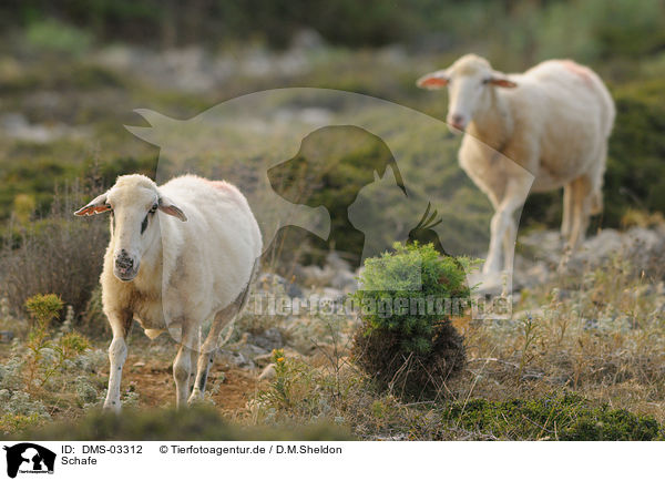 Schafe / sheeps / DMS-03312