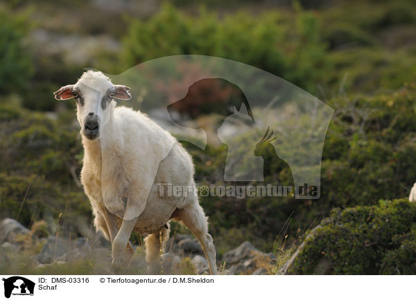 Schaf / sheep / DMS-03316