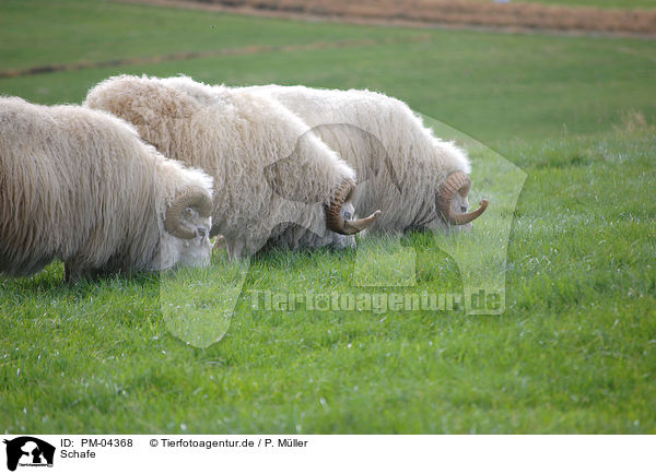 Schafe / sheeps / PM-04368