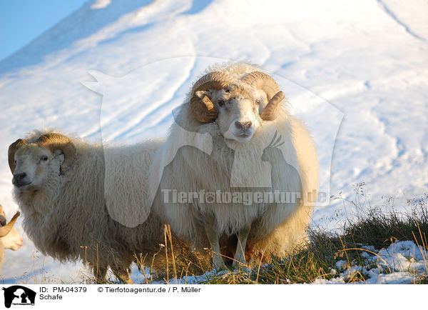 Schafe / sheeps / PM-04379