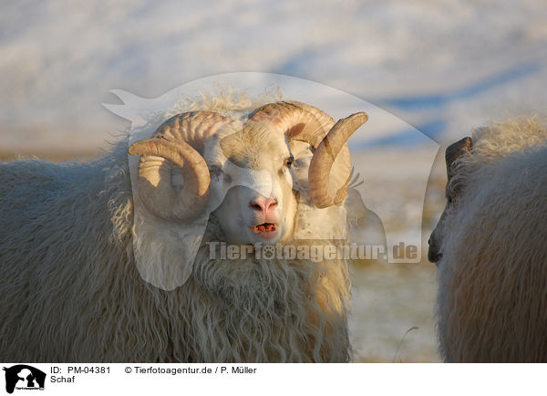 Schaf / sheep / PM-04381