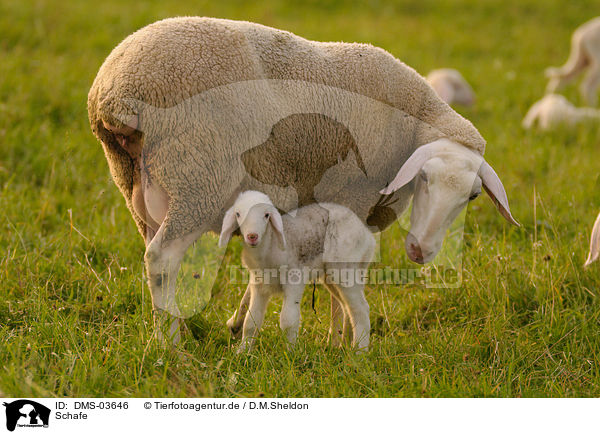 Schafe / sheeps / DMS-03646