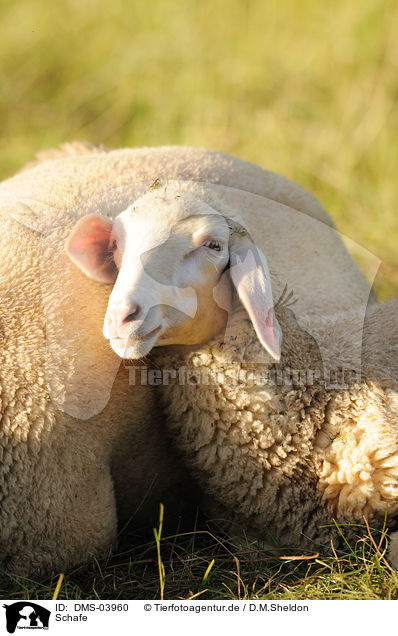 Schafe / sheeps / DMS-03960