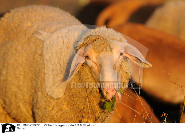Schaf / sheep / DMS-03972
