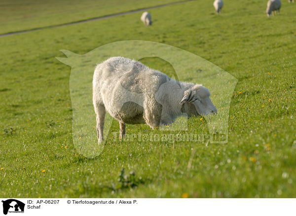 Schaf / sheep / AP-06207