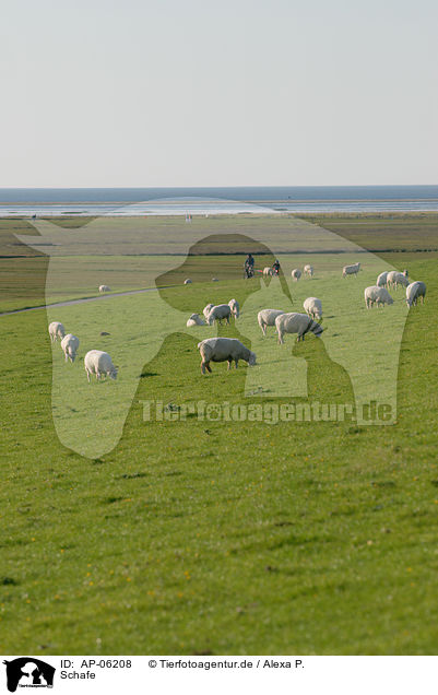 Schafe / sheeps / AP-06208