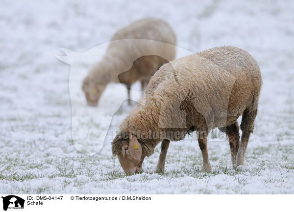 Schafe / sheeps / DMS-04147
