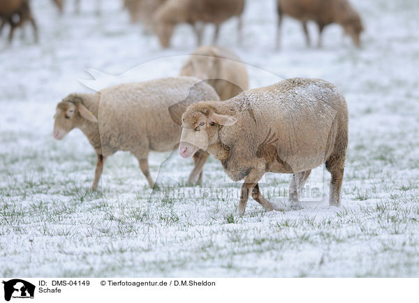 Schafe / sheeps / DMS-04149