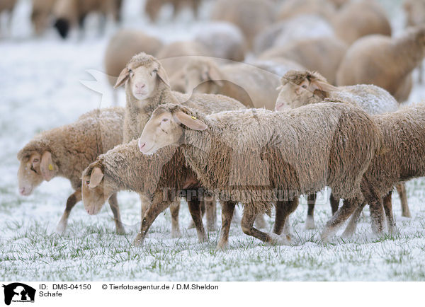 Schafe / sheeps / DMS-04150