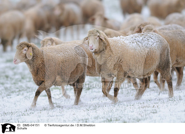 Schafe / sheeps / DMS-04151