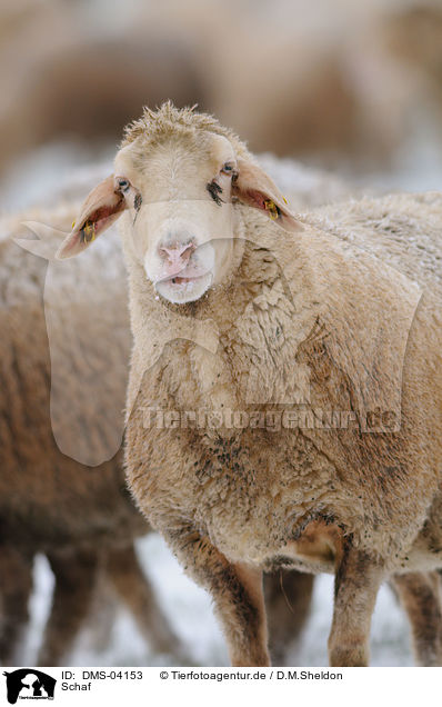 Schaf / sheep / DMS-04153