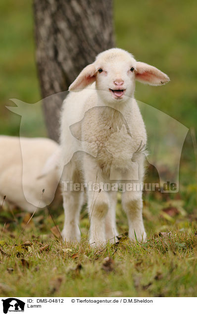 Lamm / lamb / DMS-04812