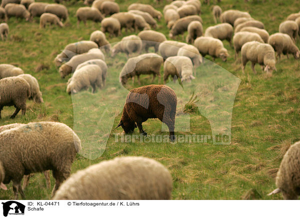 Schafe / sheeps / KL-04471