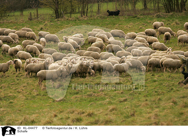 Schafe / sheeps / KL-04477