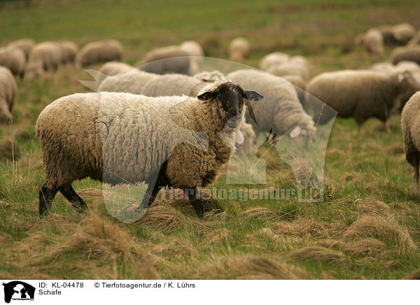 Schafe / sheeps / KL-04478