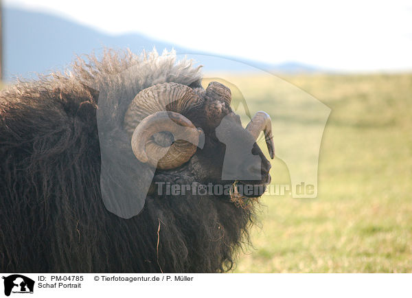Schaf Portrait / sheep portrait / PM-04785