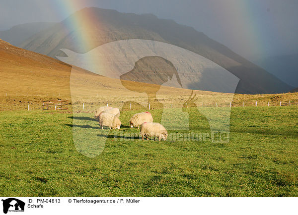 Schafe / sheeps / PM-04813