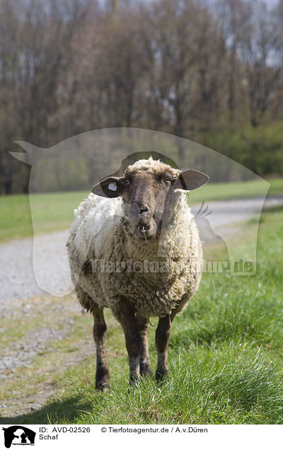 Schaf / sheep / AVD-02526