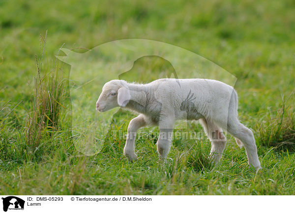 Lamm / lamb / DMS-05293
