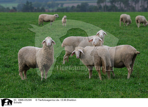 Schafe / sheeps / DMS-05296