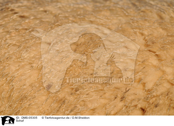 Schaf / sheep / DMS-05305