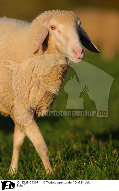 Schaf / sheep / DMS-05307
