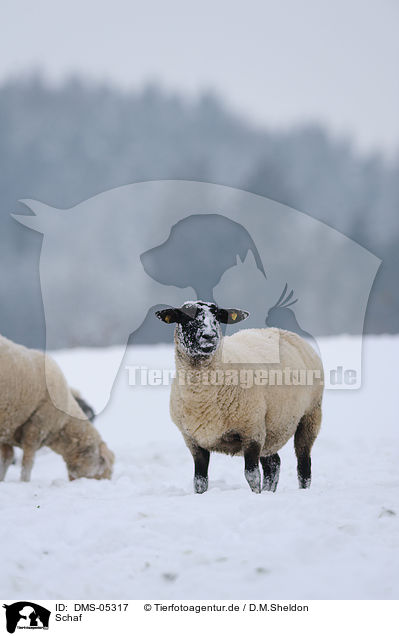 Schaf / sheep / DMS-05317