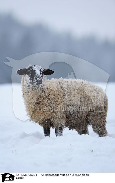 Schaf / sheep / DMS-05321