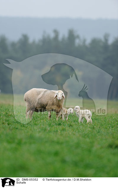 Schafe / sheeps / DMS-05352