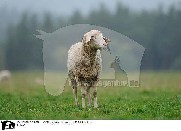 Schaf / sheep / DMS-05355