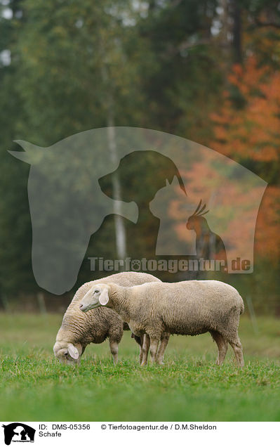 Schafe / sheeps / DMS-05356