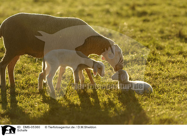 Schafe / sheeps / DMS-05360