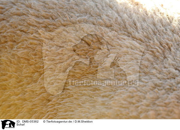 Schaf / sheep / DMS-05362