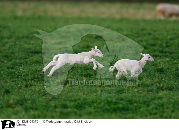 Lmmer / lambs / DMS-05372
