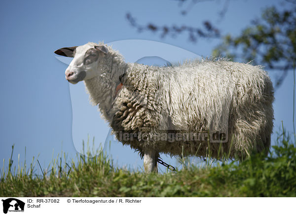 Schaf / sheep / RR-37082