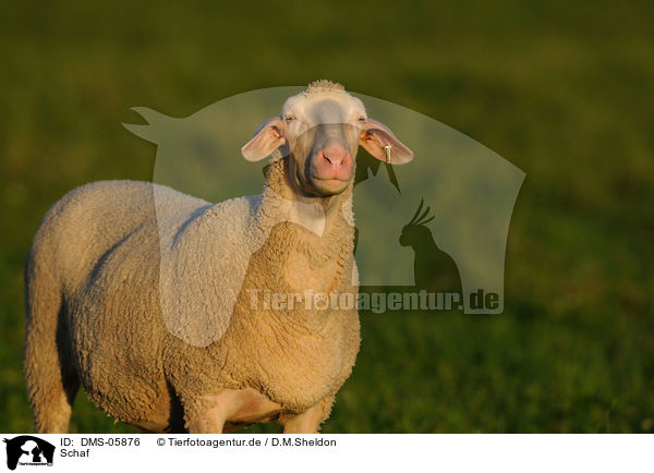Schaf / sheep / DMS-05876