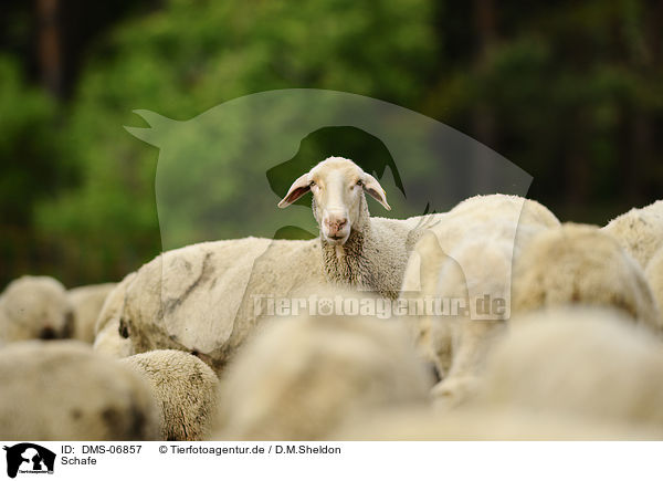 Schafe / sheeps / DMS-06857
